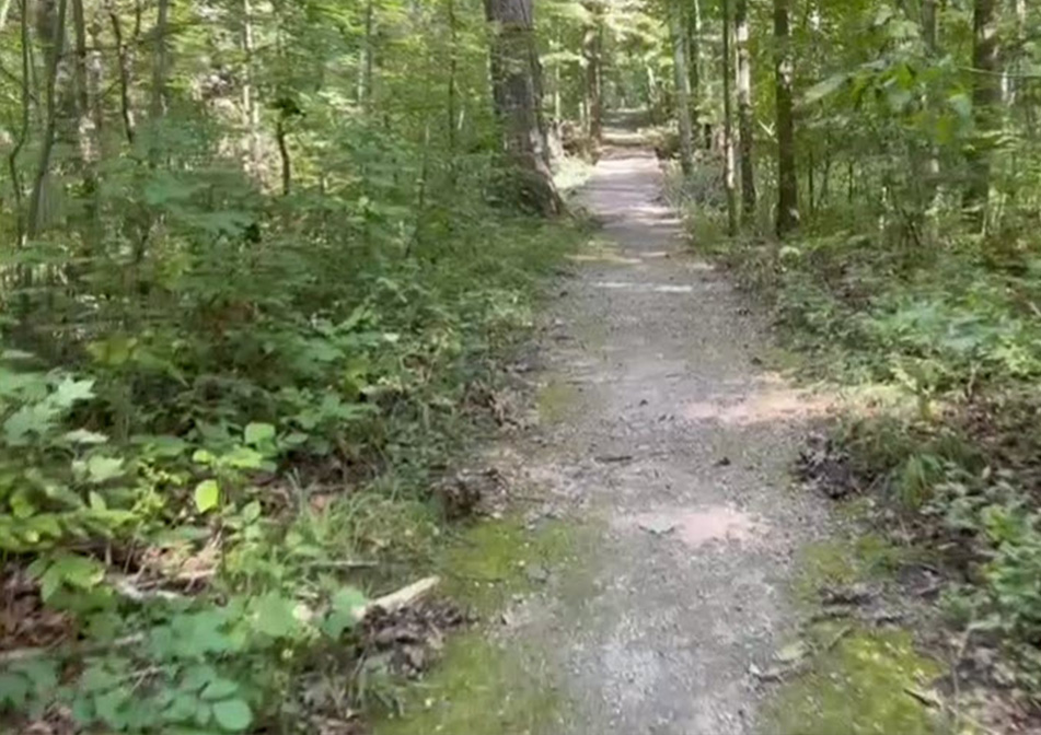 A path in the woods surrounded by trees. 