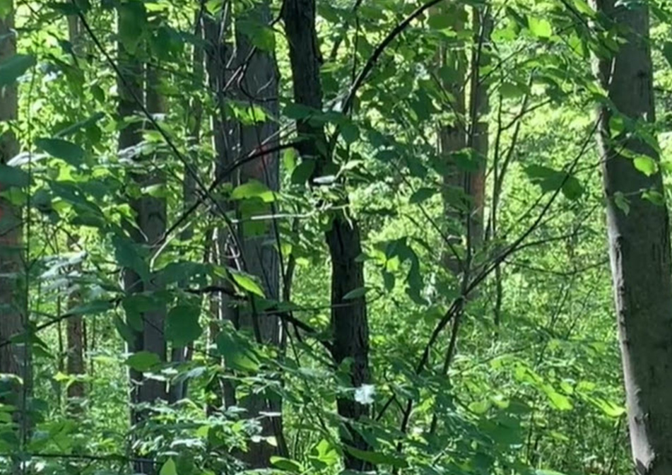 A field full of green trees. 