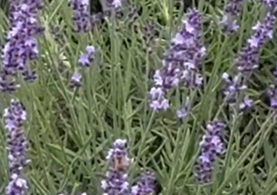 A field of lavender flowers.