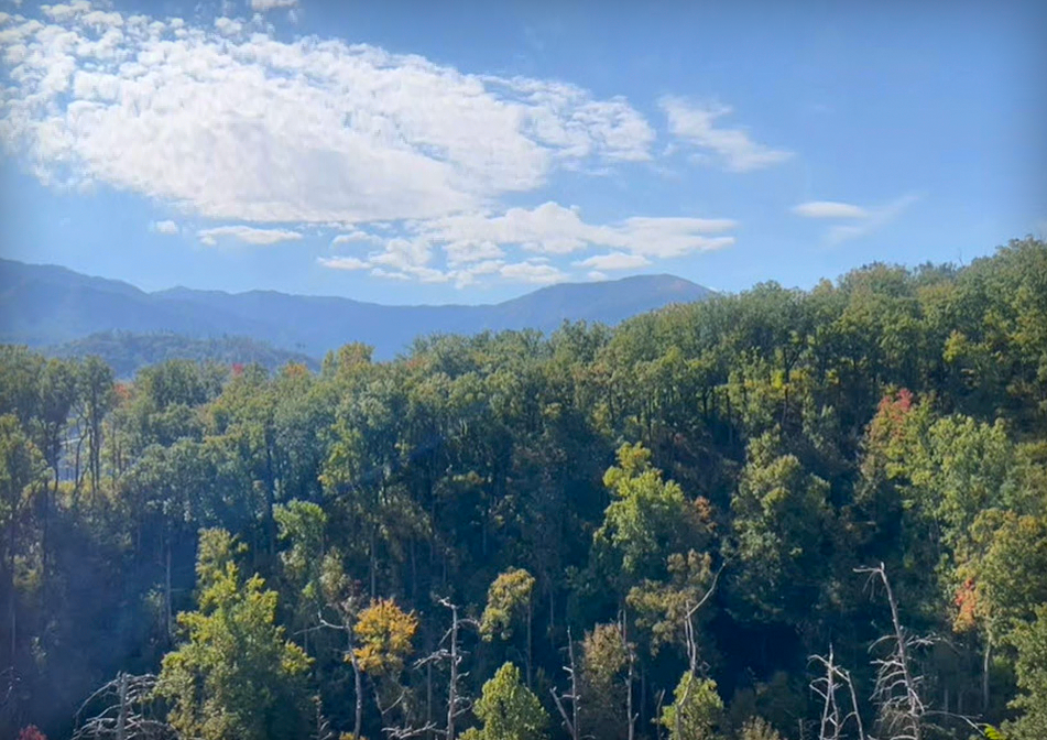 A forest of evergreen trees. 