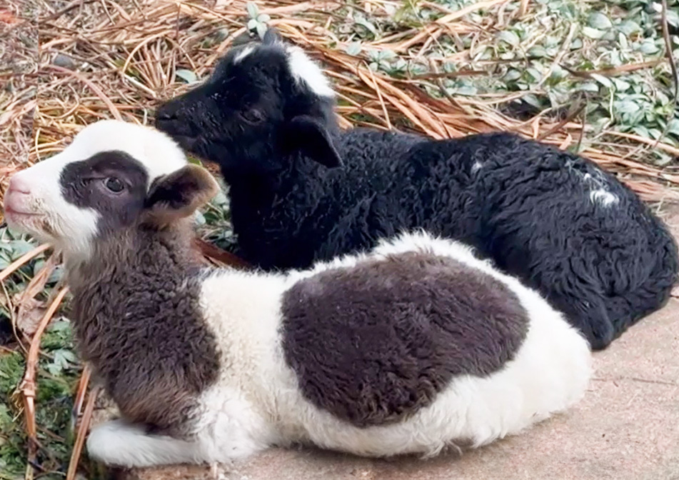 Two farm animals sit and graze together. 