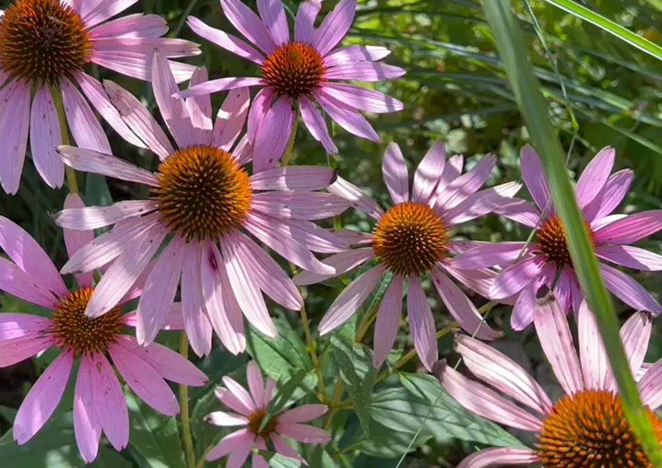 A grouping of pink coneflowers. 